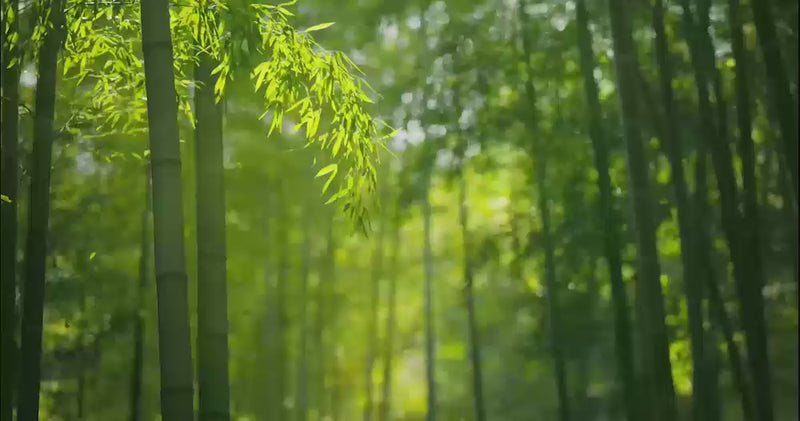 bamboo forest with sunlight filtering through green leaves